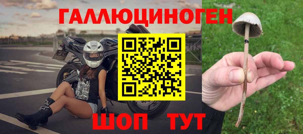 Псилоцибиновые грибы Psilocybe Элиста